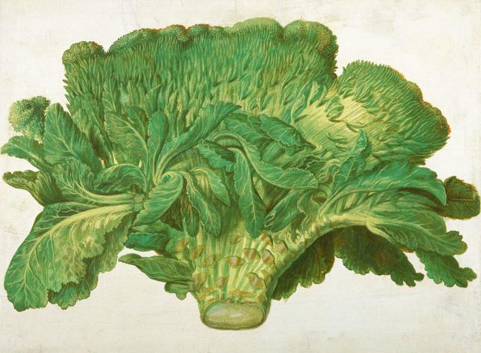 Deformed broccoli