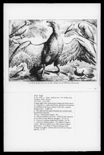 Eagle Eagle