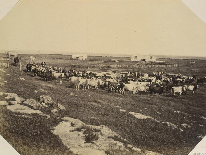 The Cruise of HMS Bacchante 1879-1882: Warringie: Bowman's cattle, South Australia The Cruise of HMS Bacchante 1879-1882: Warringie: Bowman's cattle, South Australia
