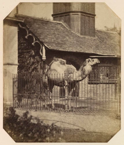 Arabian camel, London Zoo