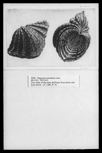 Bear paw clam (Hippopus hippopus)
