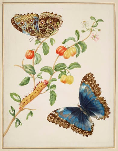 Branch of West Indian Cherry with Achilles Morpho Butterfly
