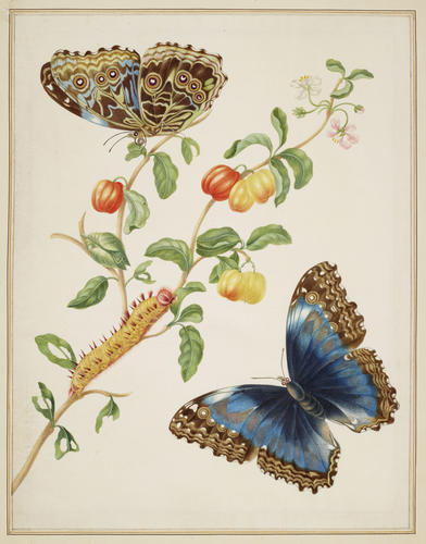 Branch of West Indian Cherry with Achilles Morpho Butterfly Branch of West Indian Cherry with Achilles Morpho Butterfly