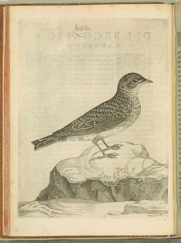 Uccelliera overo discorso della natura e proprieta di diversi uccelli e in particolare di que che cantano, con il modo di prendergli. . . Uccelliera overo discorso della natura e proprieta di diversi uccelli e in particolare di que che cantano, con il modo di prendergli. . .
