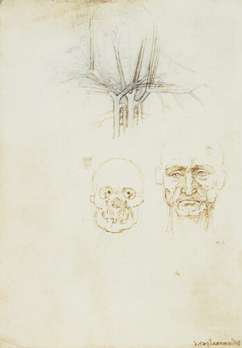 Recto: The stomach, and the heart. Verso: The vessels of the neck and face
