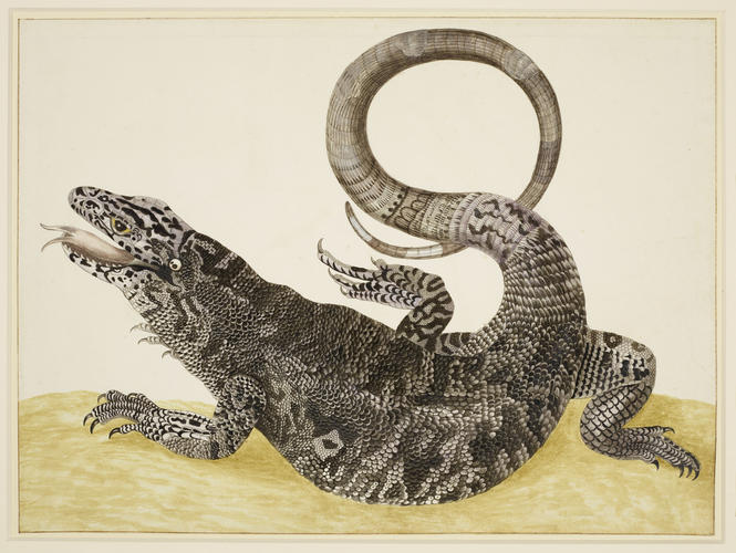 Golden Tegu lizard Golden Tegu lizard