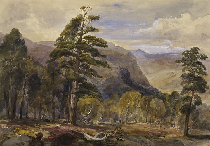 Fir trees in the Ballochbuie Forest