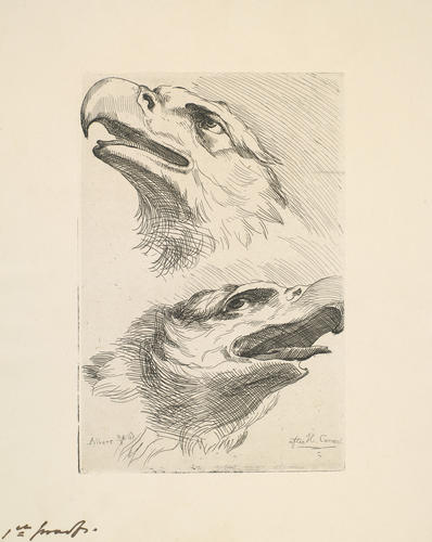 Two heads of eagles