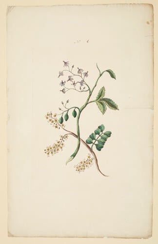 A Collection of exotics from the Island of Antigua / by a Lady