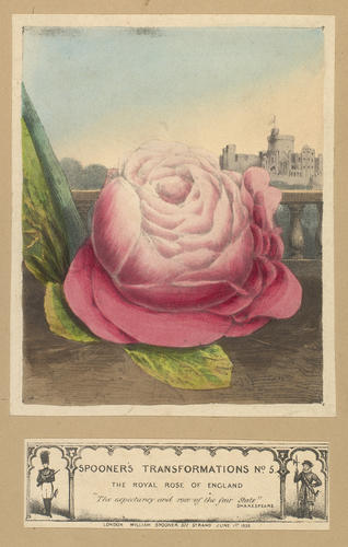 THE ROYAL ROSE OF ENGLAND THE ROYAL ROSE OF ENGLAND