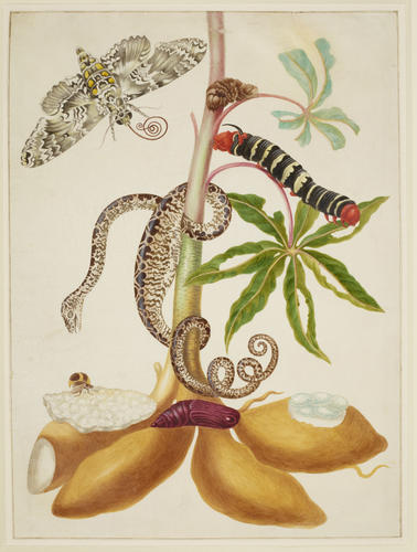 Cassava root with Garden Tree Boa, Sphinx Moth and Treehopper