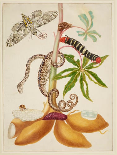 Cassava root with Garden Tree Boa, Sphinx Moth and Treehopper