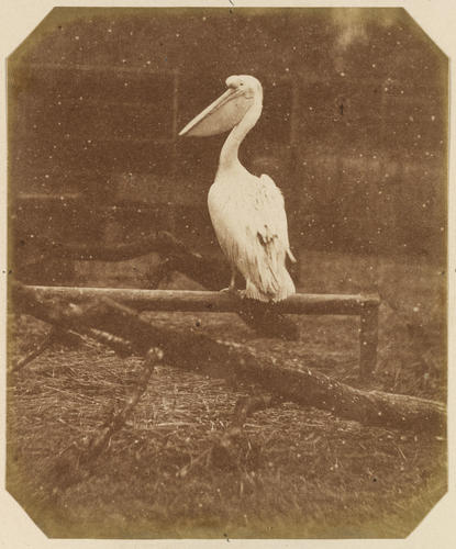 Pelican, London Zoo