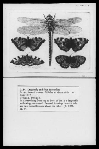 Dragonfly and Four Butterflies Dragonfly and Four Butterflies