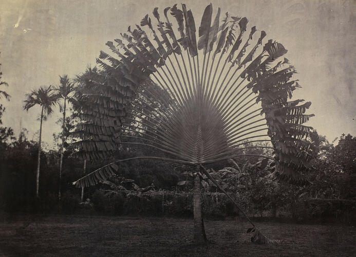 Chinese Fan Palm, or Traveller's Palm Chinese Fan Palm, or Traveller's Palm