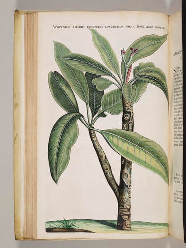 Horti medici Amstelodamensis rariorum, tam orientalis, quam occidentalis Indiae, aliarumque peregrinarum plantarum . . . descriptio et icones ; t. 2 / by Joannes Commelinus ; edited by Fredericus Ruyschius and Franciscus Kiggelarius