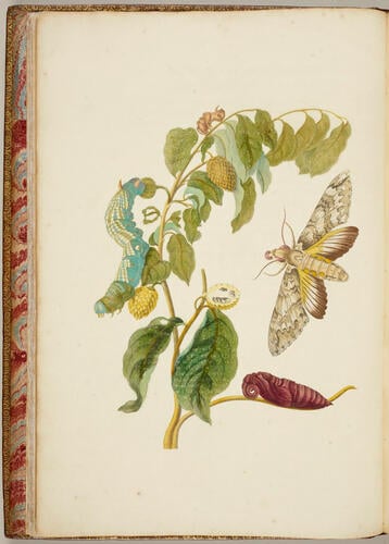 Metamorphosis insectorum Surinamensium. In qua erucae ac vermes Surinamenses, cum omnibus suis transformationibus, ad vivum delineatur & describuntur, singulis eorum in plantas, flores & fructus colloeatis, in quibus reperta sunt; tum etiam generatio ranarum, busonum rariorum, lacertarum, serpentatum, araconium & formicarium exhibitur, omnia in America ad virum naturalis magnitudinae picta atque descripta / per Mariam Sibyllam Merian Metamorphosis insectorum Surinamensium. In qua erucae ac vermes Surinamenses, cum omnibus suis transformationibus, ad vivum delineatur & describuntur, singulis eorum in plantas, flores & fructus colloeatis, in quibus reperta sunt; tum etiam generatio ranarum, busonum rariorum, lacertarum, serpentatum, araconium & formicarium exhibitur, omnia in America ad virum naturalis magnitudinae picta atque descripta / per Mariam Sibyllam Merian