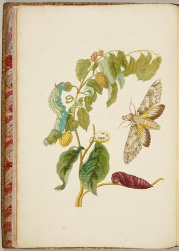 Metamorphosis insectorum Surinamensium, . . . tum etiam generatio ranarum, busonum rariorum, . . . omnia in America ad vivum . . . / picta atque descripta per Marian Sibyllam Merian