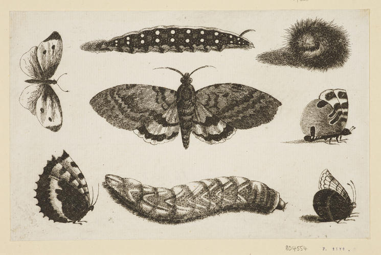 Three Caterpillars, a Moth and Four Butterflies Three Caterpillars, a Moth and Four Butterflies