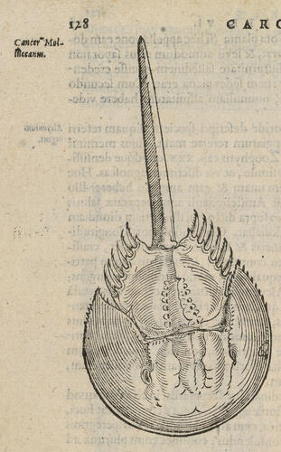 Exoticorum libri decem, quibus animalium, plantarum, aromatum aliorumque pereflorium fructuum historiae describuntur . . Exoticorum libri decem, quibus animalium, plantarum, aromatum aliorumque pereflorium fructuum historiae describuntur . .
