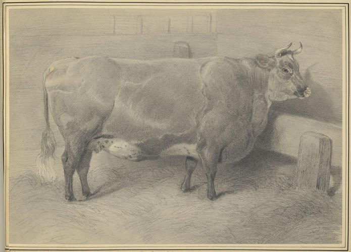 Short-horned heffer. Exhibited at the Smithfield Club Cattle Show, December 1849