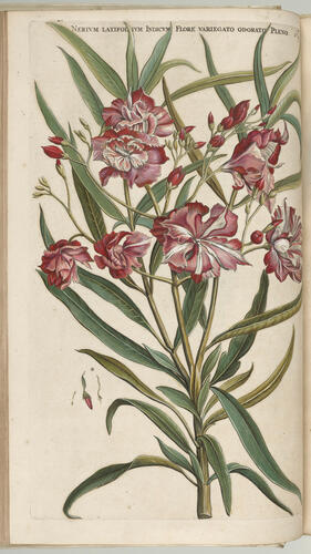 Horti medici Amstelodamensis rariorum, tam orientalis, quam occidentalis Indiae, aliarumque peregrinarum plantarum . . . descriptio et icones ; t. 1 / by Joannes Commelinus ; edited by Fredericus Ruyschius and Franciscus Kiggelarius Horti medici Amstelodamensis rariorum, tam orientalis, quam occidentalis Indiae, aliarumque peregrinarum plantarum . . . descriptio et icones ; t. 1 / by Joannes Commelinus ; edited by Fredericus Ruyschius and Franciscus Kiggelarius