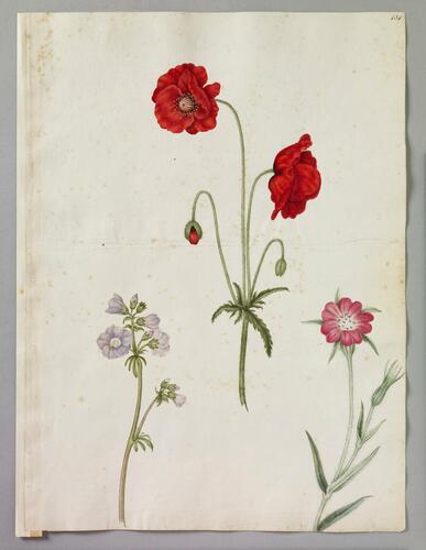 Common red poppy, Jacob's ladder and Corn cockle
