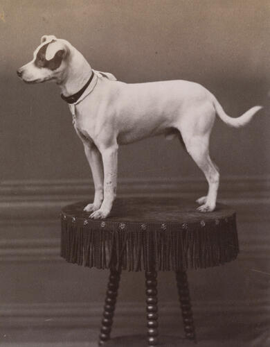 Mr Punch, the dog of the Seaforth Highlanders