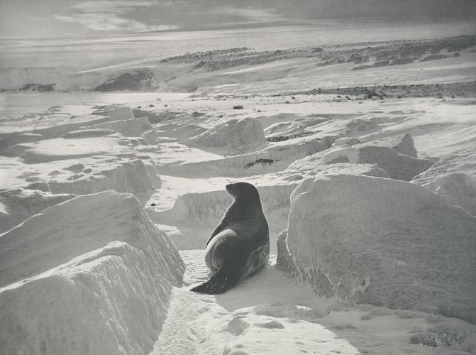 Weddell seal on the beach at Cape Evans