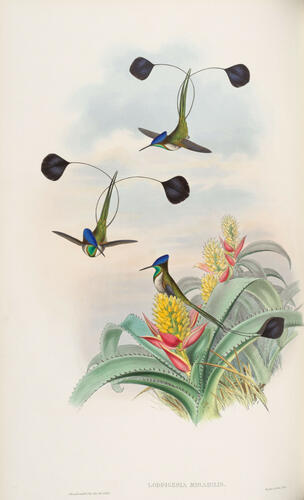 A Monograph of the Trochilidae, or family of humming-birds ; v. 3 / John Gould
