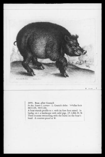 Boar, after Cranach Boar, after Cranach
