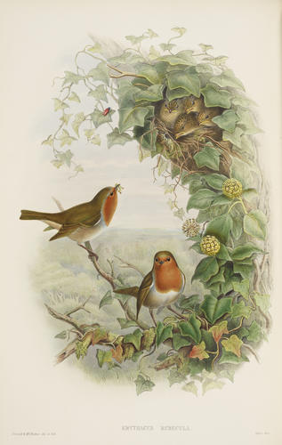 The Birds of Great Britain ; v. 2 / by John Gould The Birds of Great Britain ; v. 2 / by John Gould