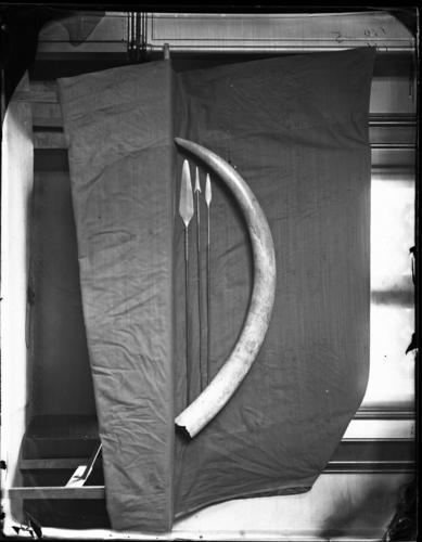 Glass plate negative Glass plate negative