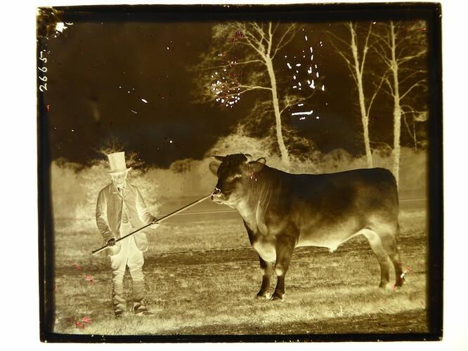 Man with a bull Man with a bull