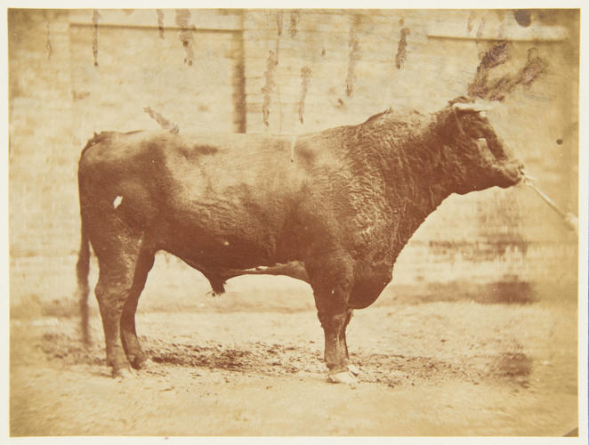 'Bull belonging to the late Lord Ducie'