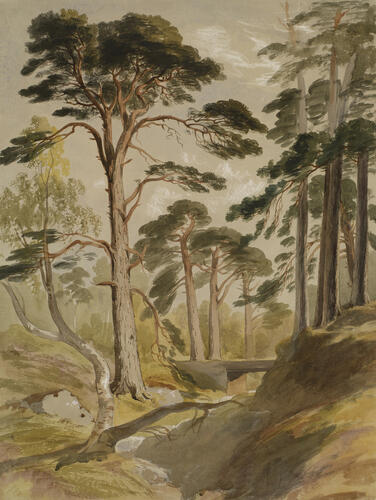 Trees in the Ballochbuie Forest