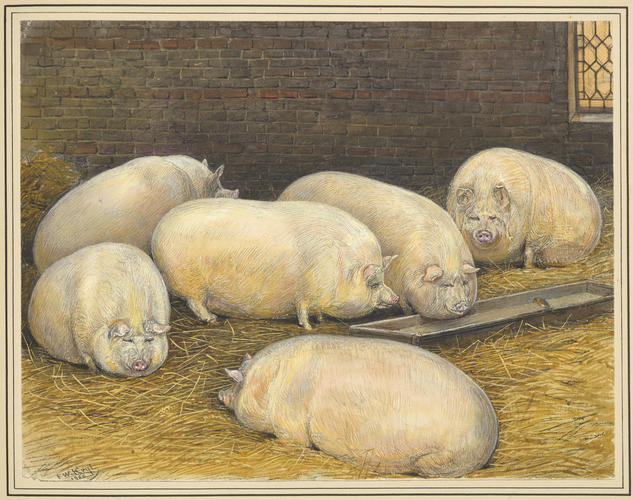 Pen of pigs at Shaw Farm, Windsor Park. 1858