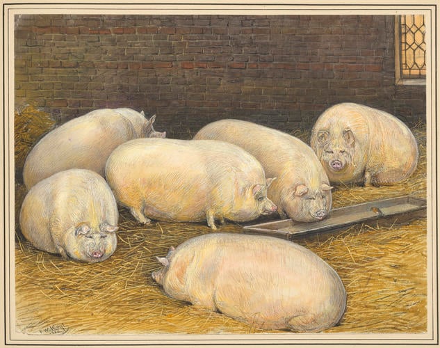 Pen of pigs at Shaw Farm, Windsor Park. 1858