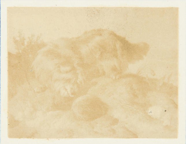 Dandie Dinmont Dandie Dinmont