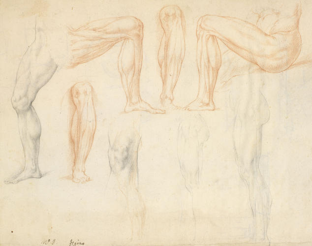 Anatomical studies