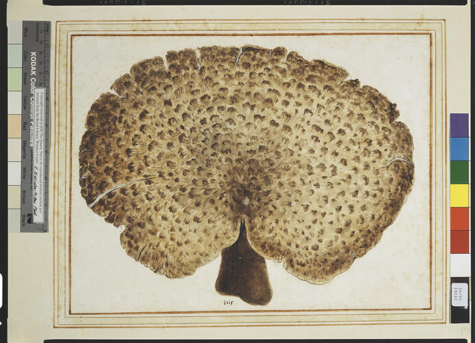 Dryad’s saddle, seen from above