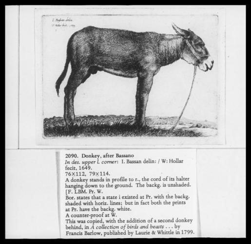 Donkey, after Bassano Donkey, after Bassano