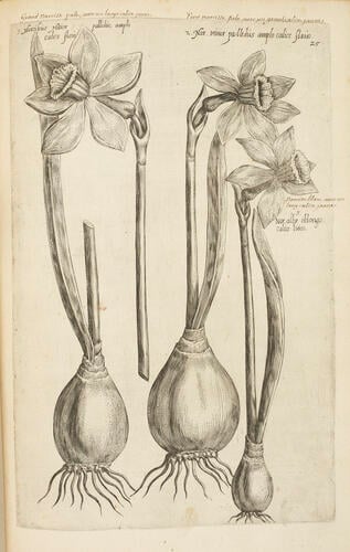 Florilegium, tractans de variis floribus et aliis indicis plantis ad vivum delineatum . . . / Emmanuel Sweertz