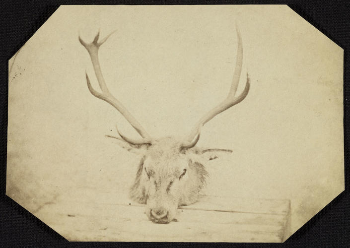 Stag's head