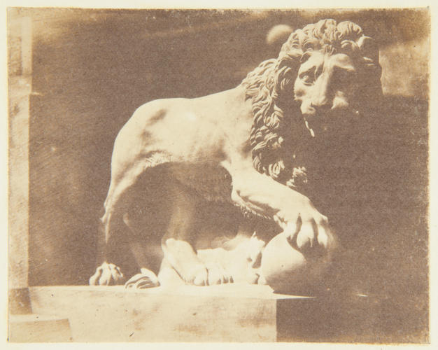 One of the Lions on the steps leading from the Lower Terrace, Osborne One of the Lions on the steps leading from the Lower Terrace, Osborne