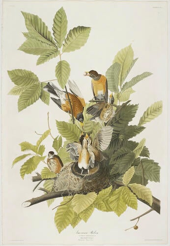 The Birds of America, from original drawings ; v. 2 / by John James Audubon