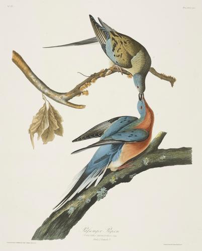 The Birds of America, from original drawings ; [v. 1] / by John James Audubon