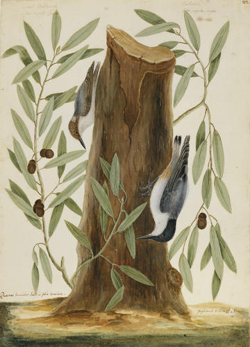 The Nuthatch, the Small Nuthatch and the Highland Willow Oak
