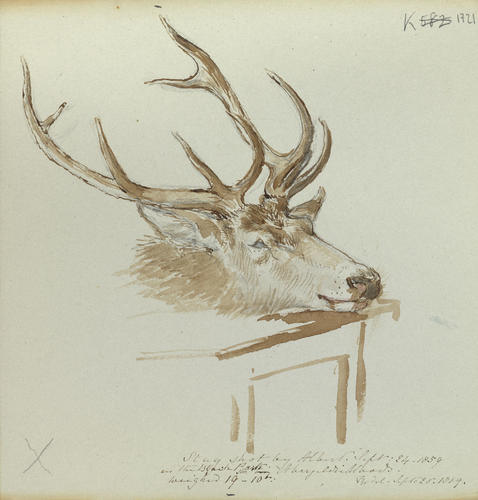 Stag shot by Albert