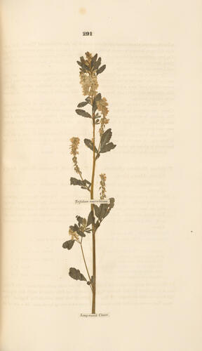 Hortus Gramineus Woburnensis : or an account of the results of experiments on the produce and nutritive qualities of different grasses, and other plants . . . / by George Sinclair Hortus Gramineus Woburnensis : or an account of the results of experiments on the produce and nutritive qualities of different grasses, and other plants . . . / by George Sinclair